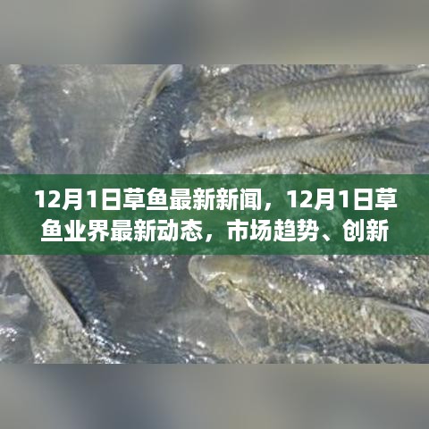 12月1日草鱼最新新闻与市场趋势，业界动态、创新养殖与消费热点综述