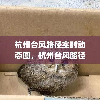 花开无言 第3页
