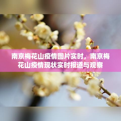 南京梅花山疫情实时报道与观察，图片与现状分析