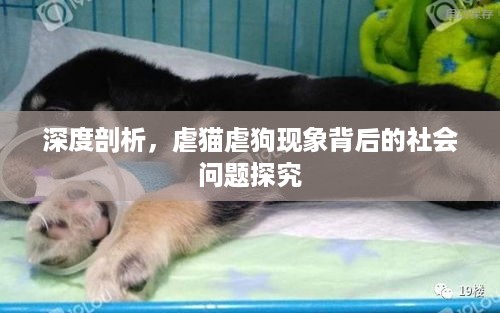 深度剖析，虐猫虐狗现象背后的社会问题探究