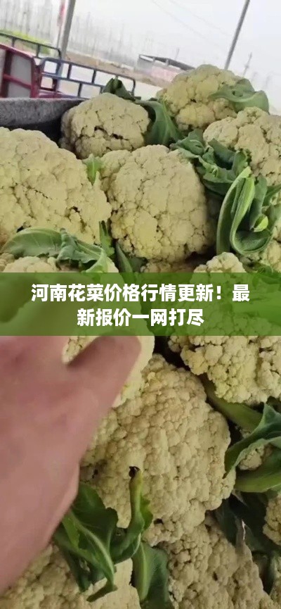 河南花菜价格行情更新！最新报价一网打尽