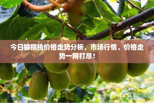 今日猕猴桃价格走势分析，市场行情、价格走势一网打尽！