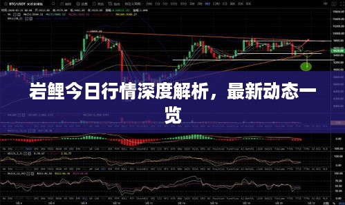 岩鲤今日行情深度解析，最新动态一览