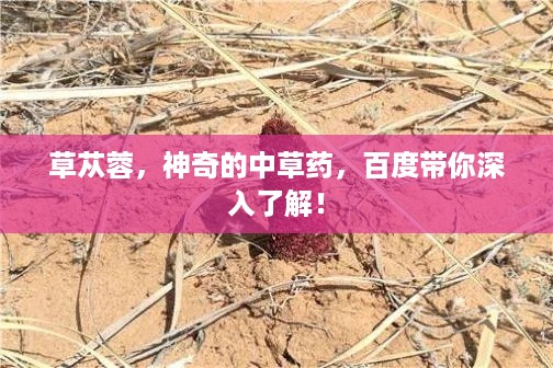 鸷鸟不群