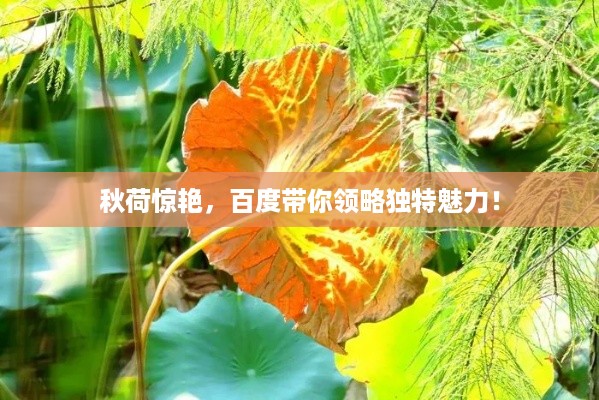 秋荷惊艳，百度带你领略独特魅力！