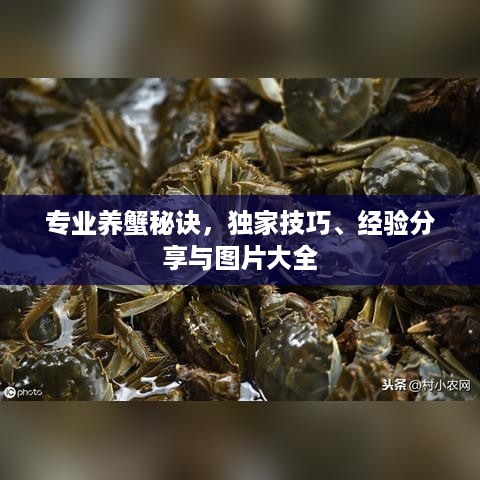 专业养蟹秘诀，独家技巧、经验分享与图片大全