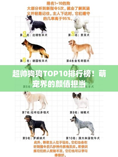 超帅狗狗TOP10排行榜！萌宠界的颜值担当