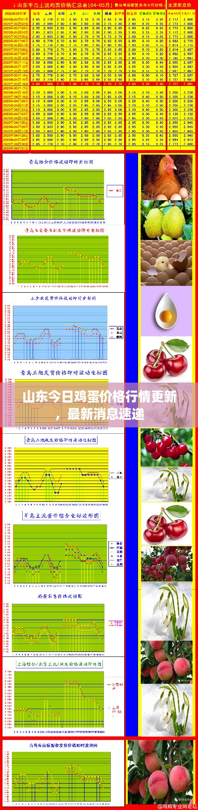 山东今日鸡蛋价格行情更新，最新消息速递